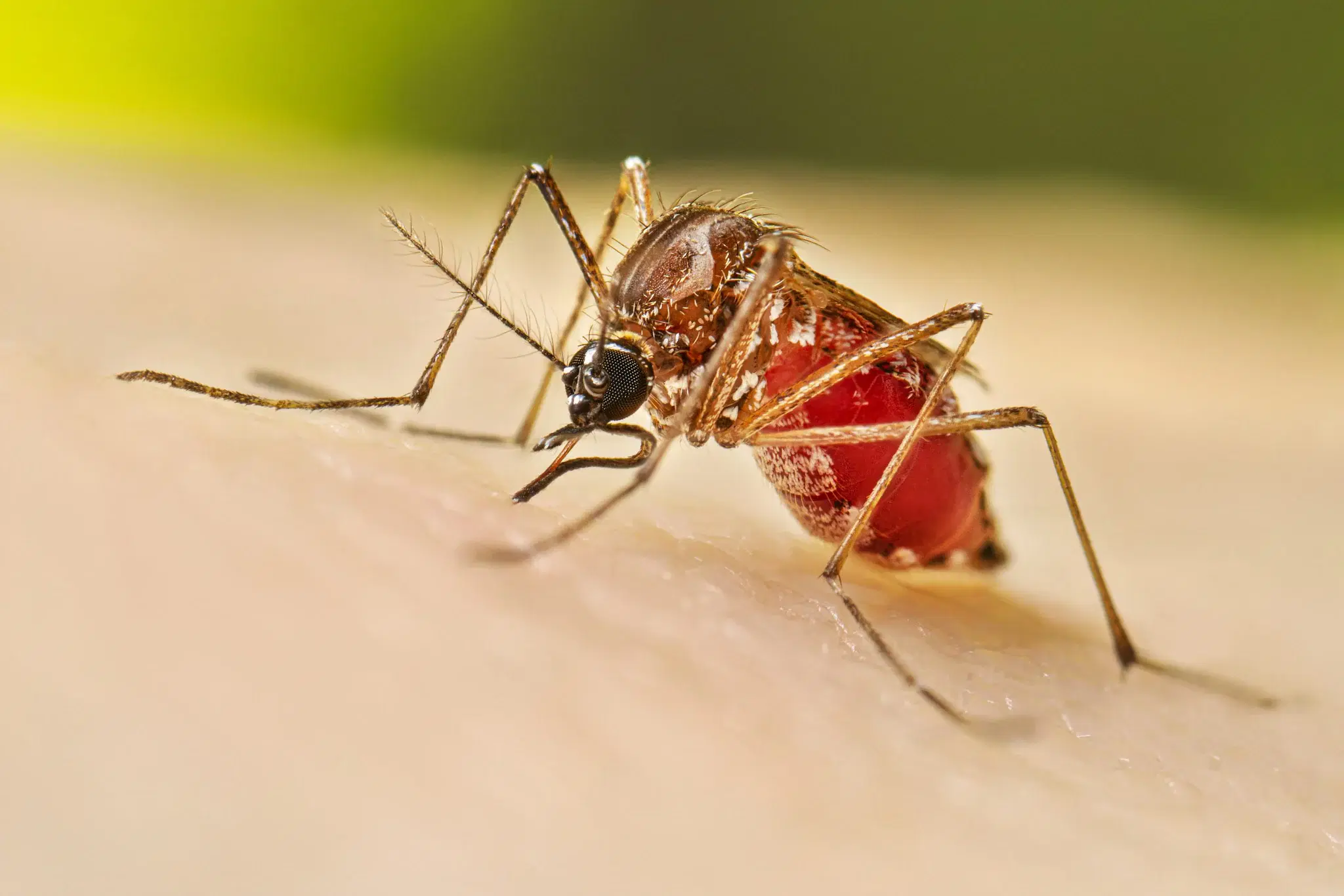 Get to Know and Understand Dengue Fever